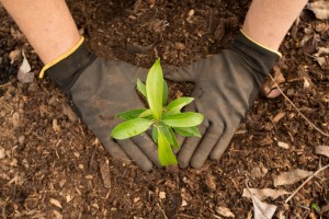 tree planting